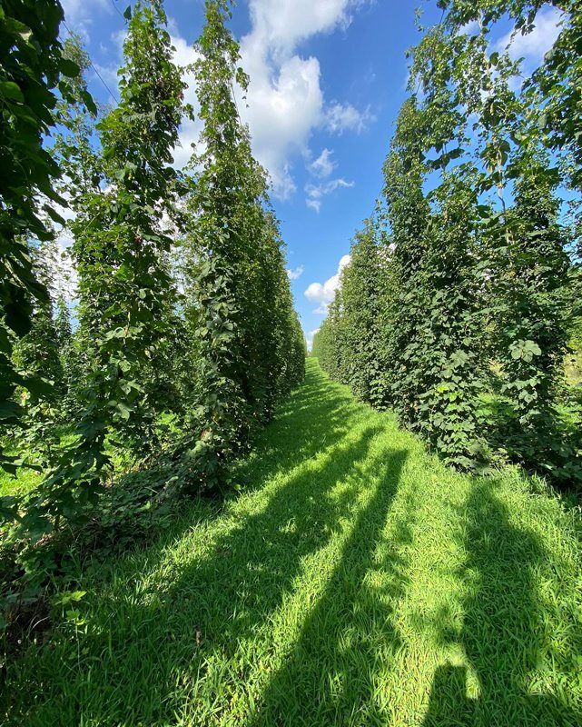 A-Hops-Course-3.jpg